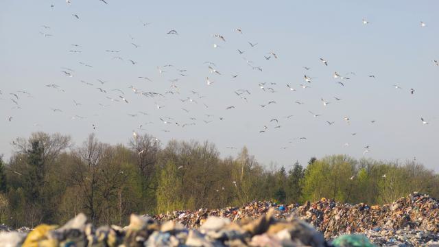 Imagen de una bandada de gaviotas y cigüeñas volando sobre un vertedero.