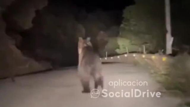 Captura del hallazgo del oso en una carretera de Palencia