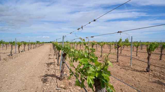 Los viticultores de Castilla-La Mancha, preocupados por los precios: No se ajustan a la realidad