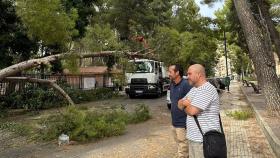 Caída de un árbol en Albacete. Foto: Ayuntamiento de Albacete.