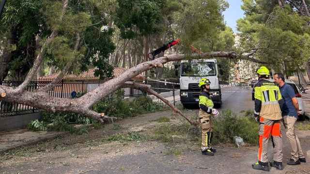 El Parque Abelardo Sánchez de Albacete estará cerrado unos días por la caída de árboles