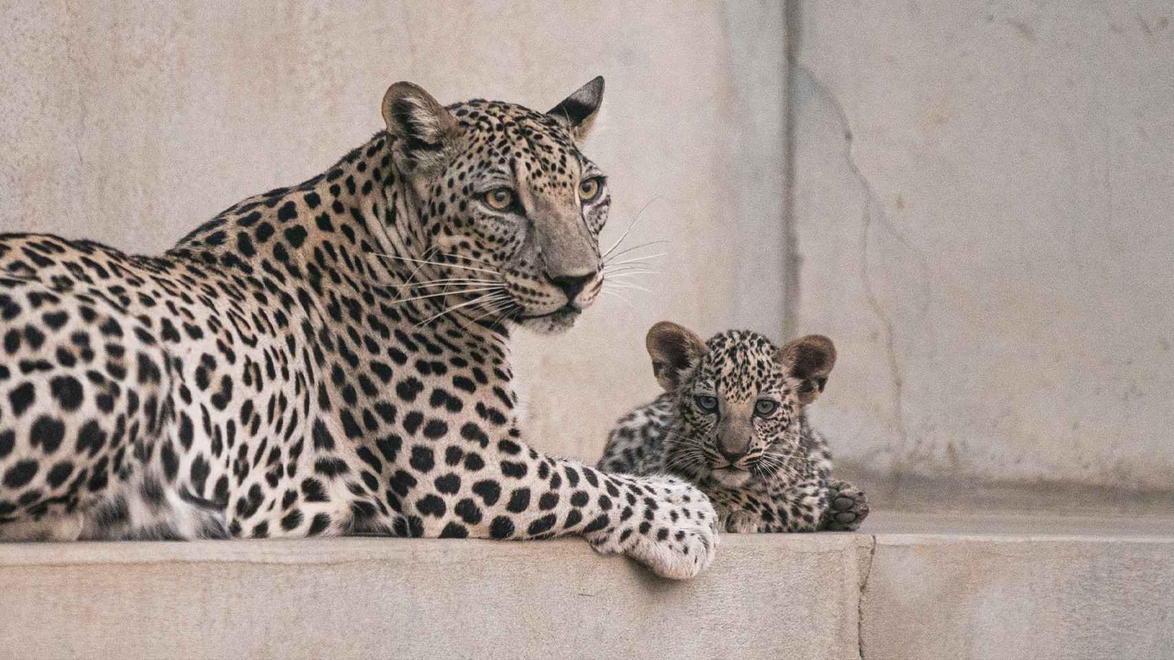 Los cachorros nacieron en el centro de cría del leopardo árabe de Taif (Arabia Saudí).