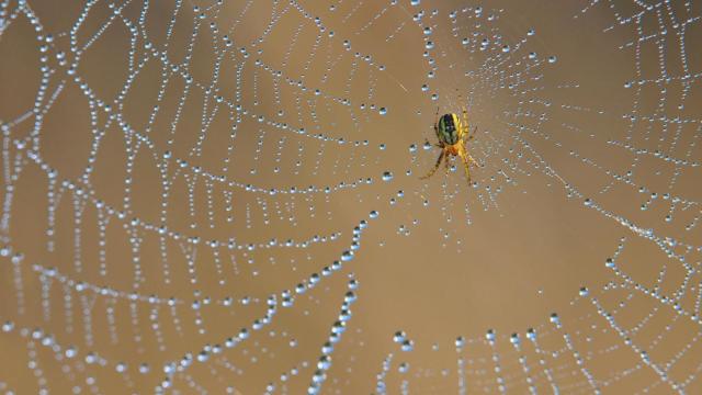 Una tela de araña con gotas de agua.