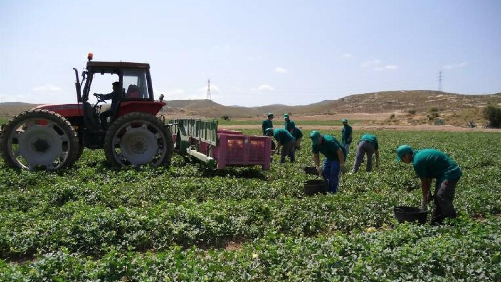Un grupo de jornaleros recogiendo melones en el Campo de Cartagena.