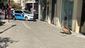Buitre por las calles de Albacete. Foto: Policía Local.