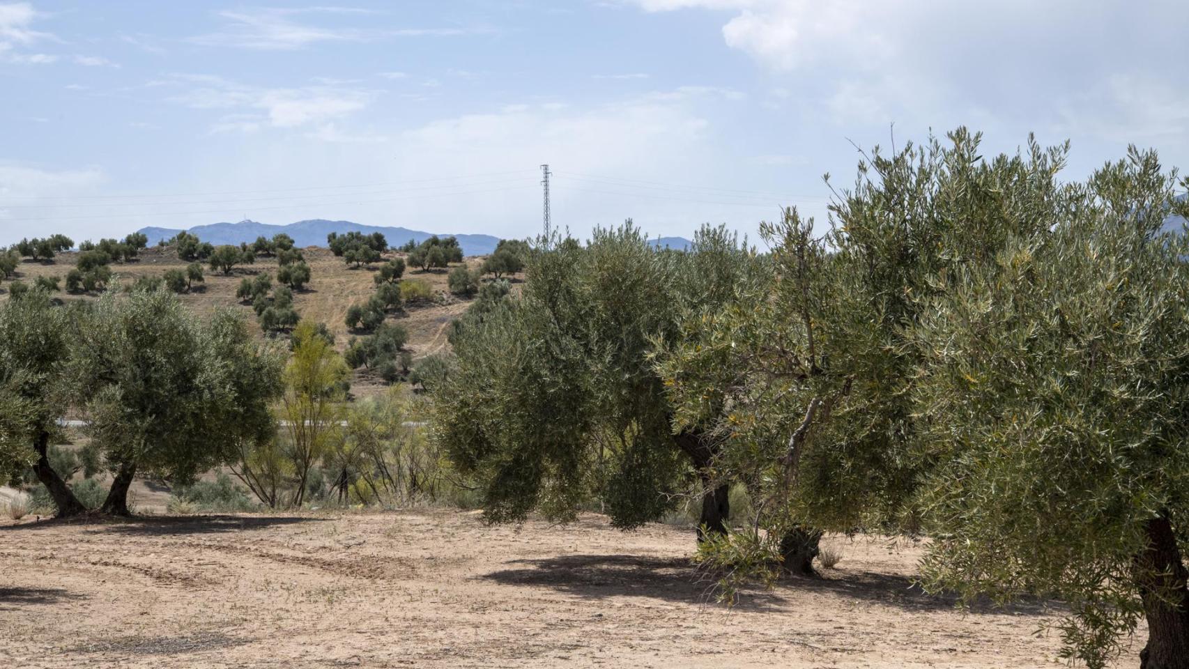 El aceite de oliva, por las nubes: el precio de una botella de litro ya  ronda los 10 euros