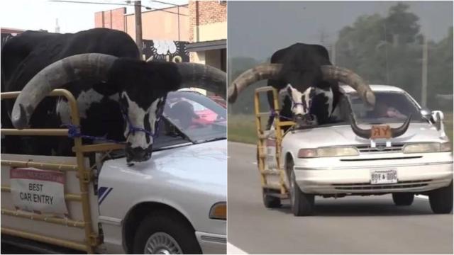 Imágenes del ciudadano estadounidense circulando con su toro Watusi por Nebraska.