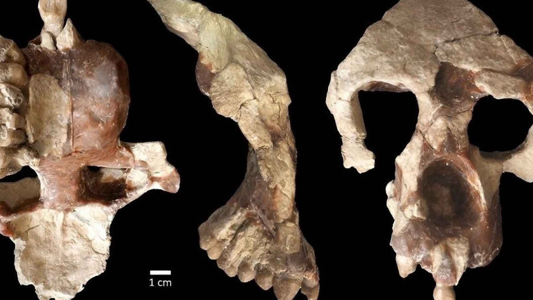 Fósil de cerebro de 'Anadoluvius turkae'. Imagen: Europa Press
