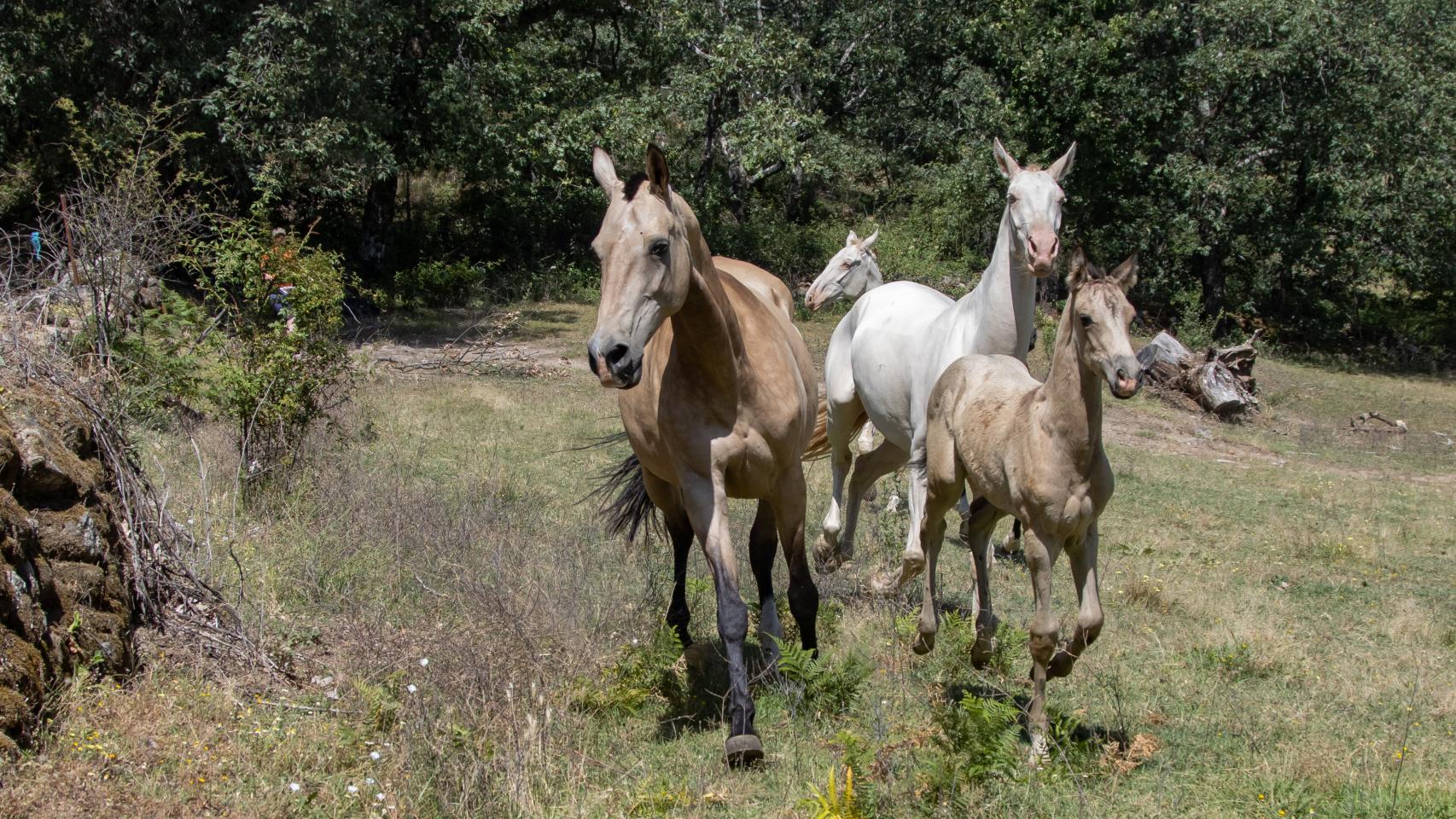 Javier Díaz tiene el único criadero de caballos de oro y plata de