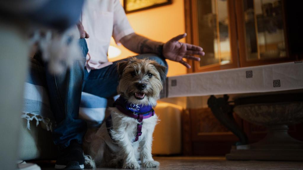 Embid El Perro Que Salva A Su Dueño Diabético De Los Bajones De Azúcar