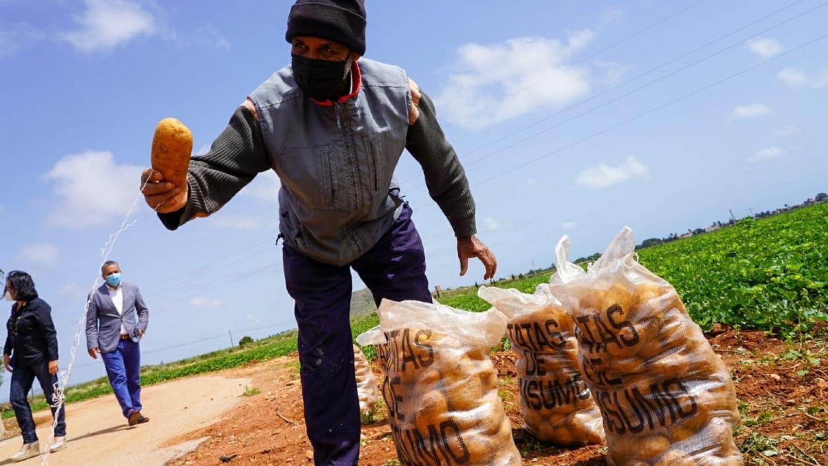Un agricultor sostiene una patata en la mano.