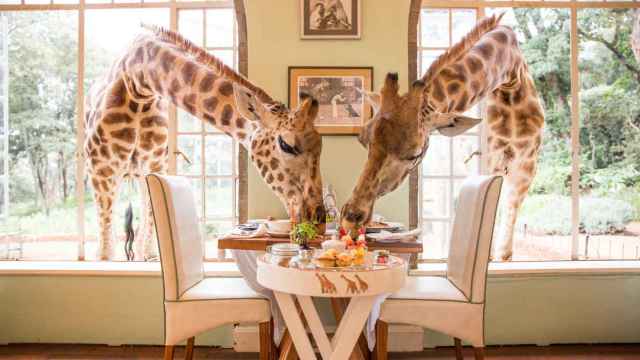 Actualmente, doce jirafas residen permanentemente en los alrededores del hotel.
