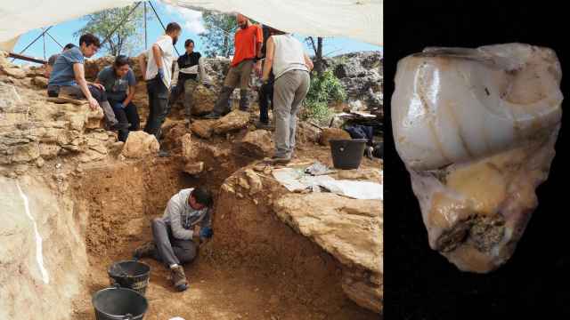 Excavaciones en el cubil de hienas de la cueva Des-Cubierta, donde ha aparecido un molar de hace unos 400.000 años.