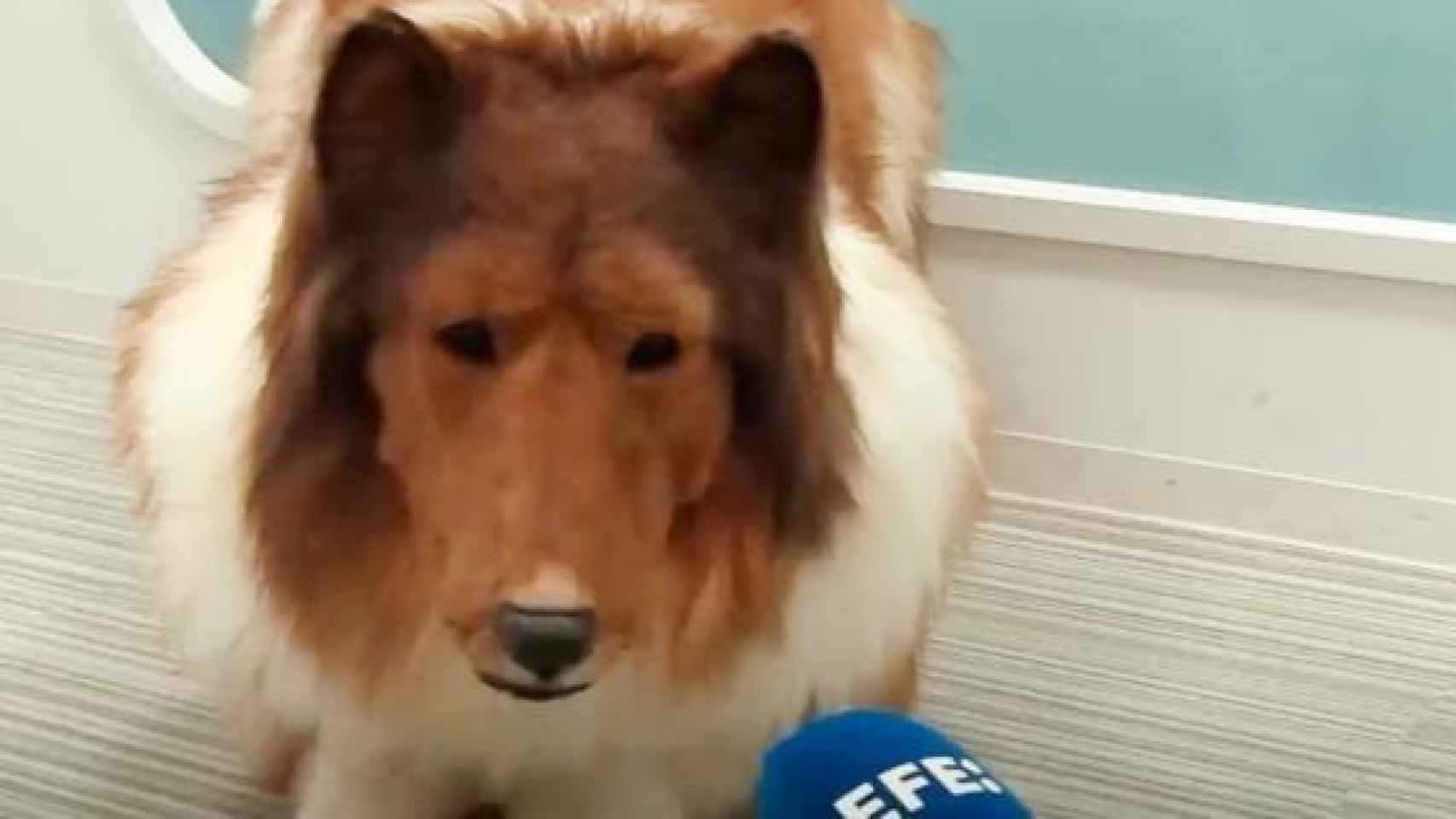 Toco, el japonés que pagó 13.000 euros para convertirse en un perro durante su primera entrevista.