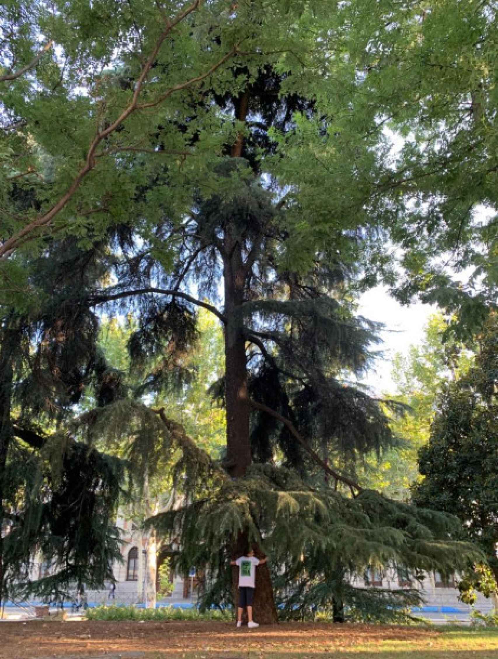 Uno de los árboles centenarios que está previsto que talen.