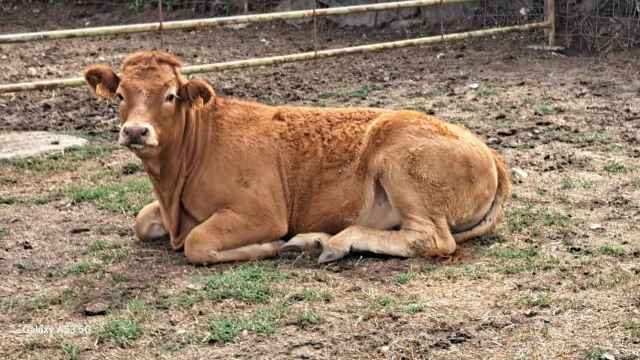 Vaca enferma afectada por la Enfermedad Hemorrágica Epizoótica