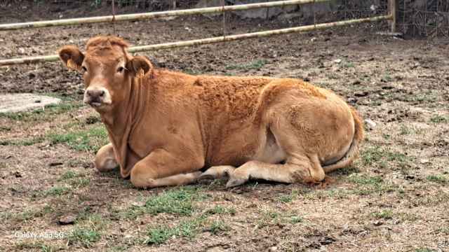 Vaca enferma afectada por la enfermedad hemorrágica epizoótica