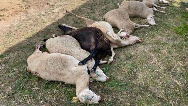 Algunas de las ovejas atacadas por los lobos en Zamora