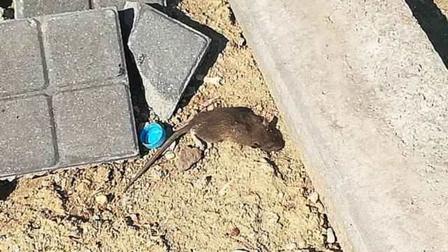 Una rata muerta en la calle Campo de la Paloma, en Puente de Vallecas.