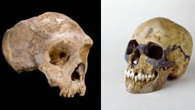 Cráneo de neandertal (a la izquierda) y de Homo sapiens (a la derecha). / © The Trustees of the Natural History Museum