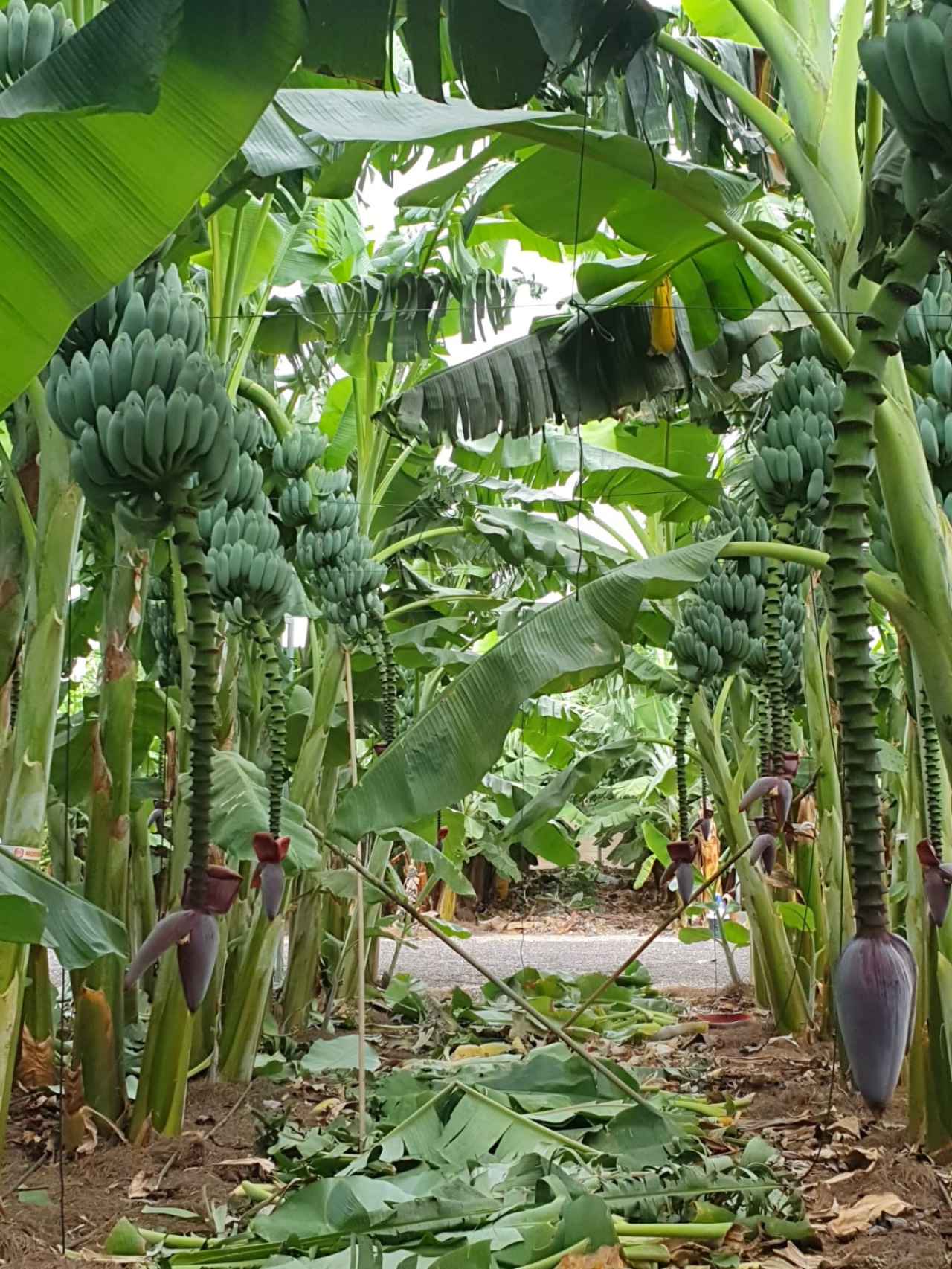 La única plantación de plátano azul de España, situada al sur de la isla de Tenerife.