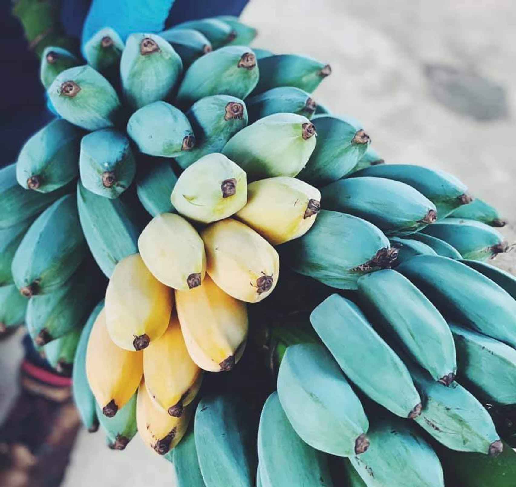 La piña de plátano azul, a medida que avanza la maduración, va perdiendo su color pasando a ser amarillo.
