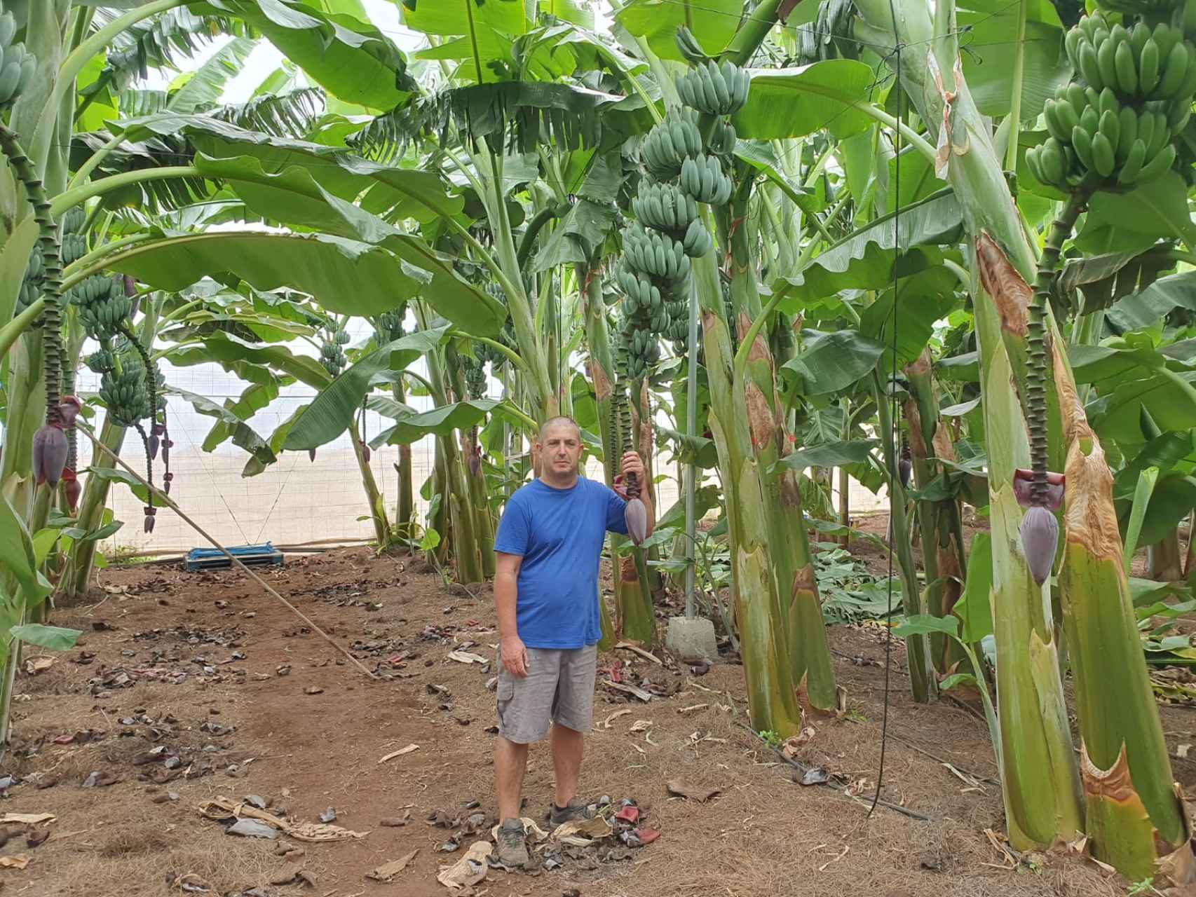 Eduardo León, el primer y único agricultor que produce plátano azul en Canarias y en España.