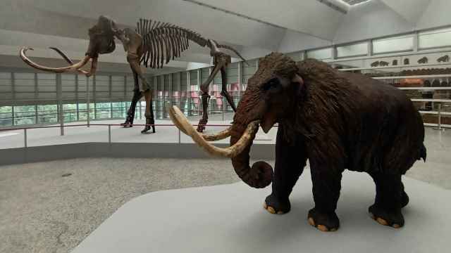 Exposición 'Un mamut en Burgos'