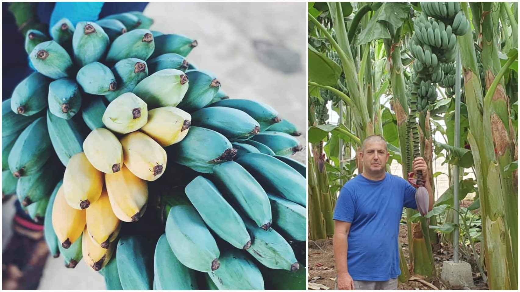 Eduardo León, el único agricultor que produce plátano azul en Canarias y, a la izquierda, una de sus primeras piñas, ya madura.
