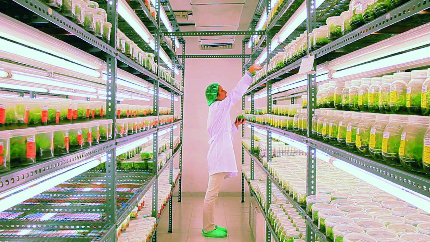 Una trabajadora en el laboratorio agrobiotecnológico de Cultesa.