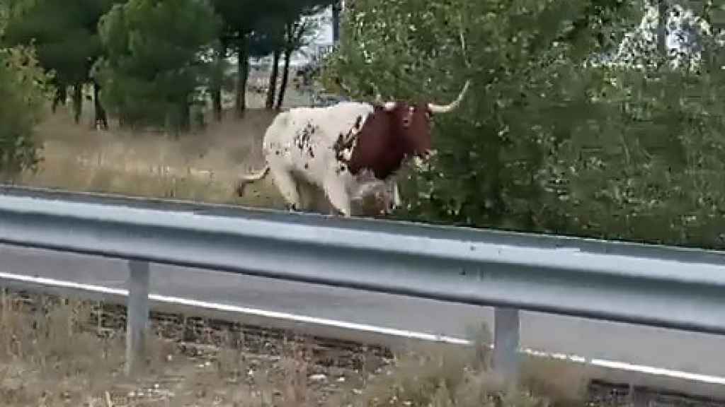 Un buey en la autovía Valladolid-Segovia tras escaparse del encierro de Portillo