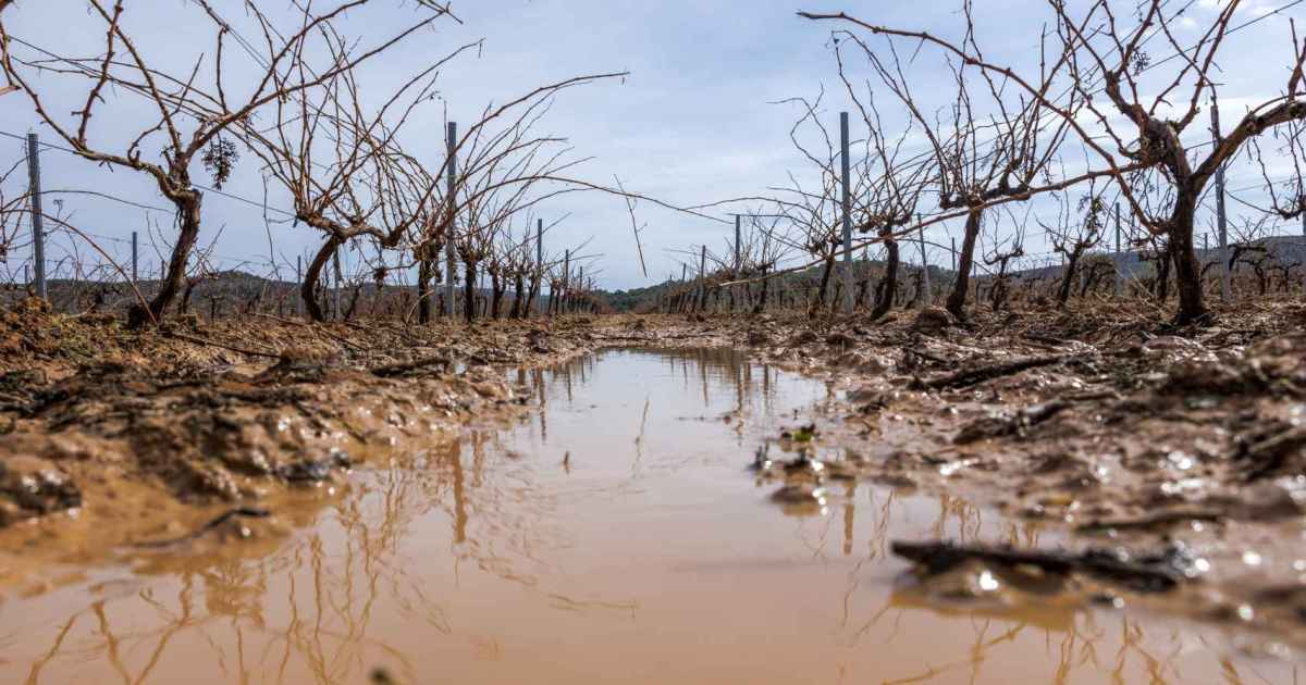 Agricultores valencianos cifran las pÃ©rdidas en millonarias por los destrozos del temporal