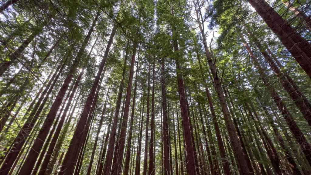 El bosque de secuoyas más grande de España está en este pueblo de Cantabria