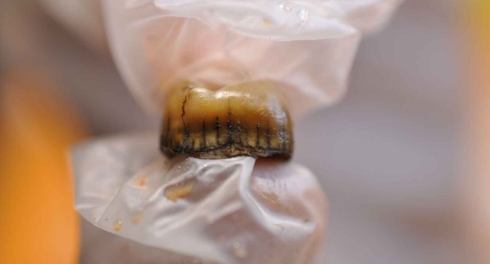 Detalle del diente neandertal recuperado en Cova Simanya.