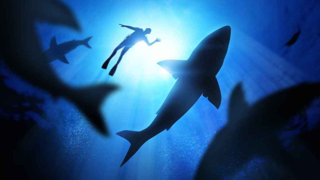 Reaparece en el océano el tiburón más viejo del mundo nacido en 1505