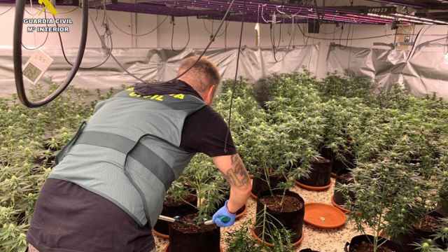 Desmantelada una plantación de marihuana con 400 plantas.