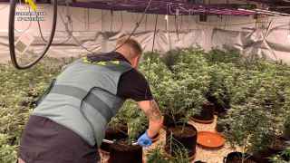 Desmantelada una plantación de marihuana con 400 plantas en un chalet de Sax