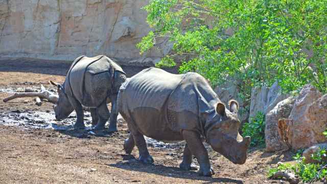 Terra Natura Benidorm alerta de la presión que ejerce la caza furtiva en las poblaciones de rinocerontes