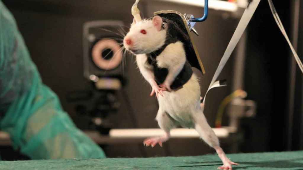 Imagen de archivo de un experimento con ratones lesionados medulares.