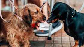 Dos perros prueban los 'heladogs' de La Valenciana.