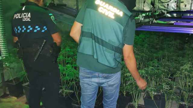 La Guardia Civil de Albacete detiene a dos personas y desmantela un cultivo de cannabis sativa en Tarazona de La Mancha