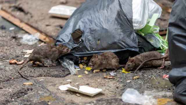 Varias ratas entre basura