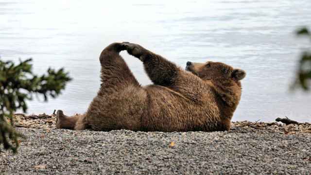 Un oso haciendo yoga.
