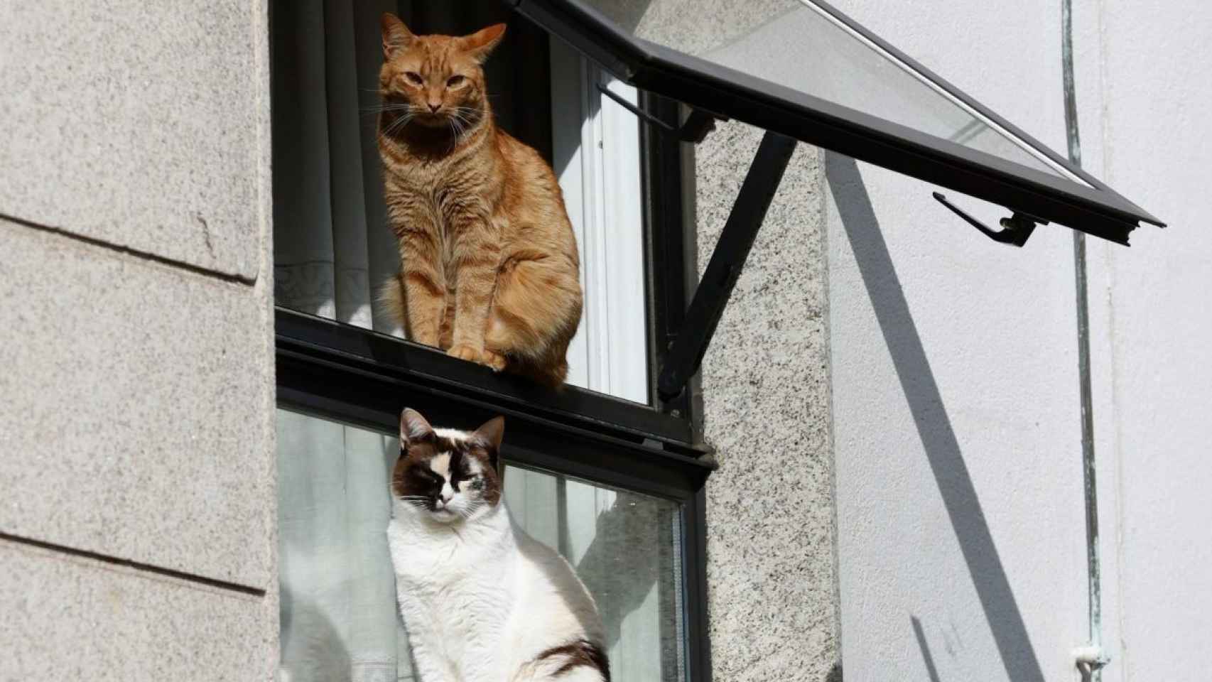 Dos gatos permanecen en la ventana de una casa.
