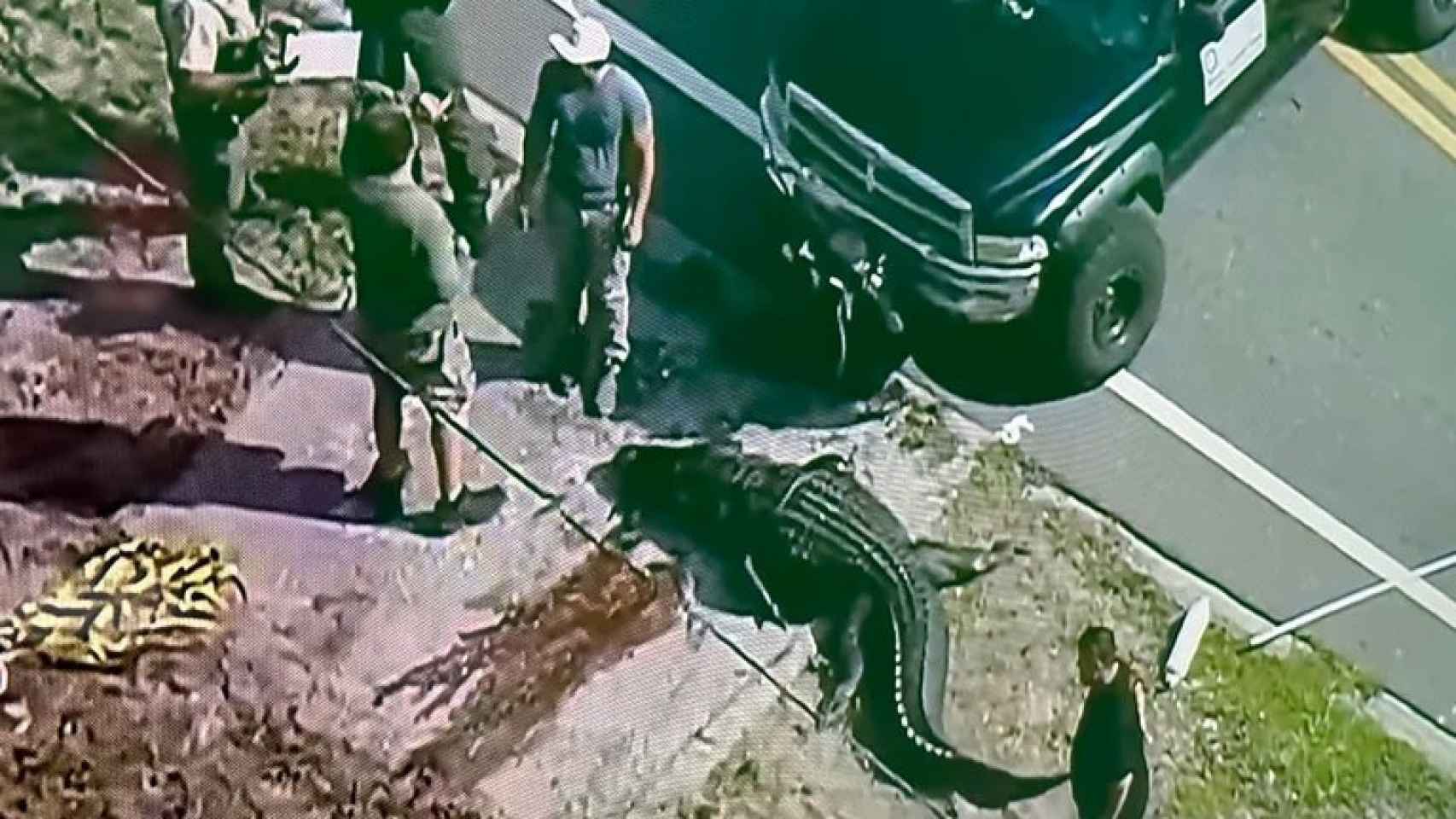 Imagen del momento de la captura del caimán.