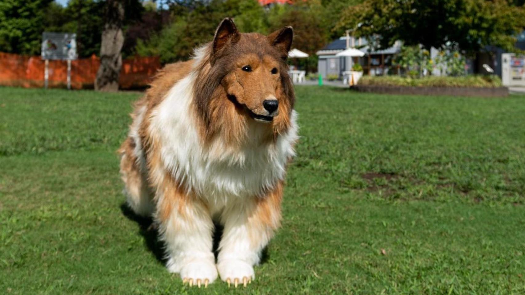 Toco, el hombre japonés que decidió transformarse en perro