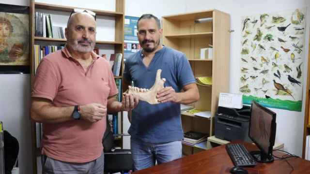 Los investigadores José Antonio Riquelme y Juan Manuel Garrido muestran parte del hueso de la mandíbula de un dromedario actual.