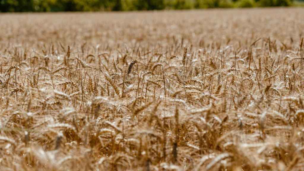 ¿Cómo está reaccionando el mercado italiano a la crisis del grano?