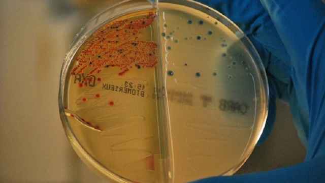 Bacterias resistentes a los antibióticos aisladas.
