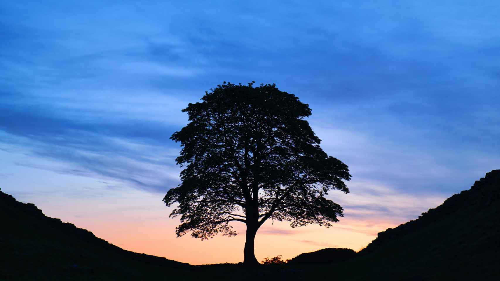 Imagen del Sycamore Gap Tree antes de ser talado.